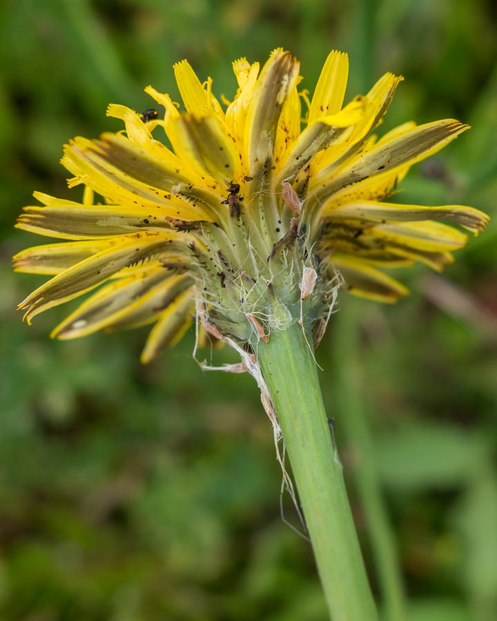 Hypochaeris radicata / Costolina giuncolina